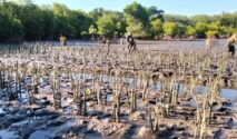 142 Ribu Bibit Mangrove Ditanam, Sulsel Bangun Benteng Alam Untuk Ekonomi Biru Img 20250907 Wa0022