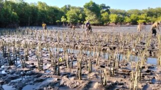 142 Ribu Bibit Mangrove Ditanam, Sulsel Bangun Benteng Alam Untuk Ekonomi Biru Img 20250907 Wa0022
