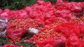 Media Sosial Kembali Diramaikan Dengan Video Dan Foto Yang Memperlihatkan Petani Di Tombolo Pao, Kabupaten Gowa, Membuang Tomat Hasil Panennya.