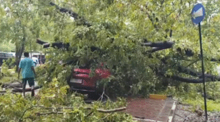 Pohon Tumbang Di Kanor Gubernur Sulsel, Jumat (29/11). (Foto: Ist)