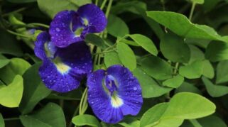 Bunga Telang.(Dok Ist)